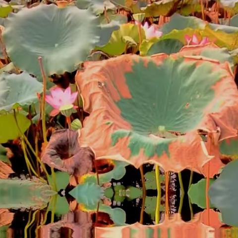 八月流花湖公园荷花池