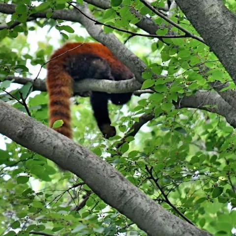 早上逛广州动物园