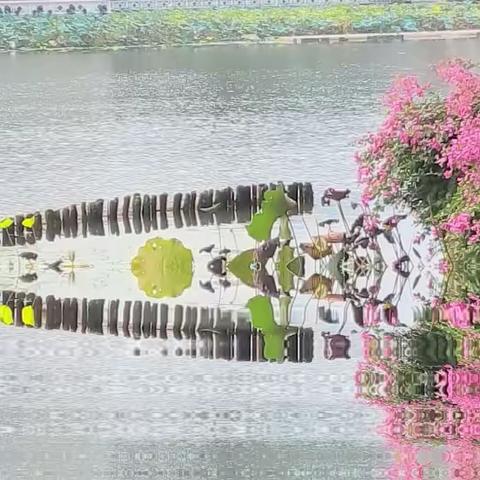 八月荔湾湖公园荷花池