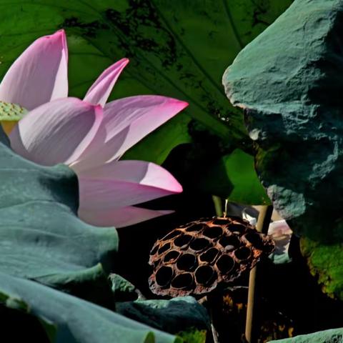 大暑天荷花更艳