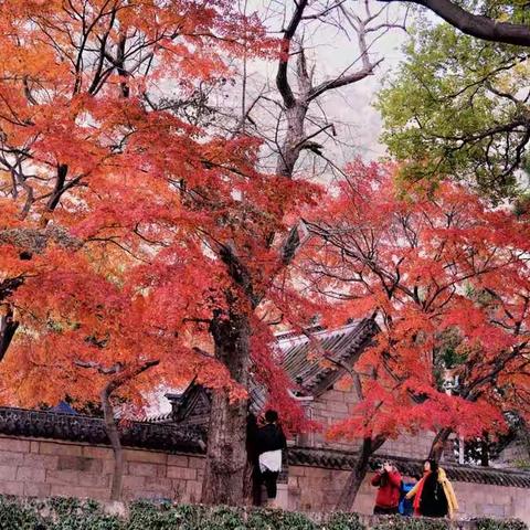 初冬，崂山太清宫枫叶红景天