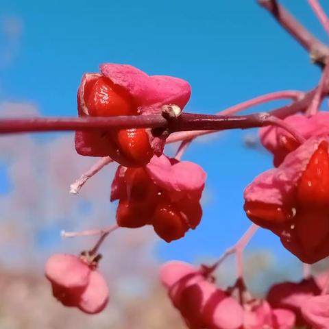 🌹快乐中一🌹