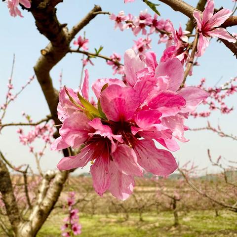 春有约🌸花不误