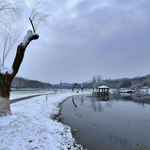 森林公园白雪皑皑
