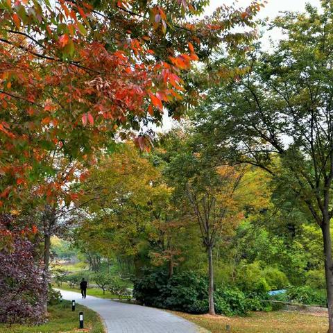 自古逢秋悲寂寥，我言秋日胜春朝