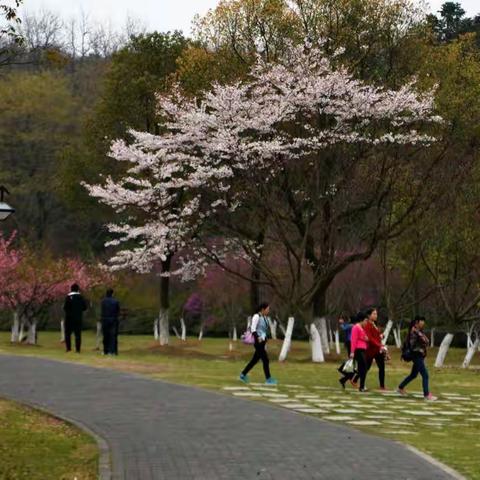 清明赏花游记