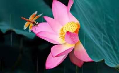 七彩阳光幼儿园——小班主题活动《虫虫飞》