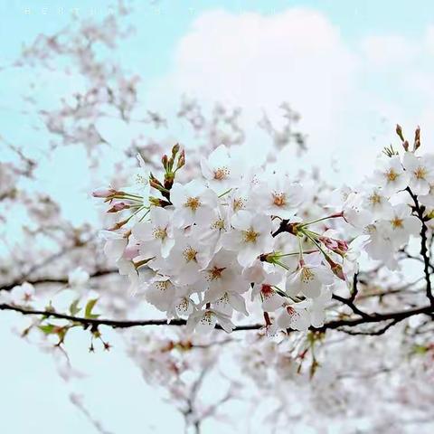 人间四月天，阅读，有你相伴。——葛坳乡黄屋小学三年级阅读活动