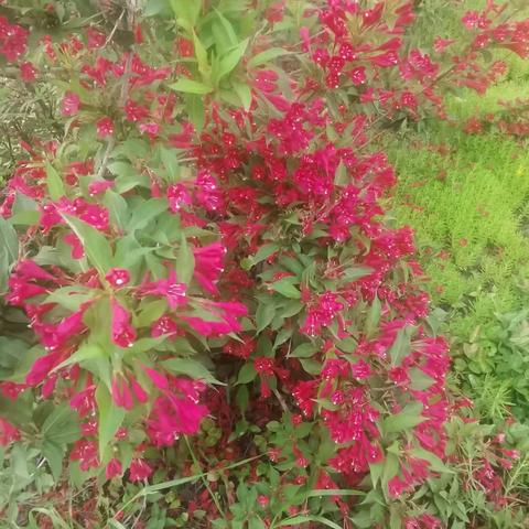 花开的时候你就来看我