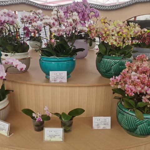 文旅小镇，蝴蝶花开🌹🌹