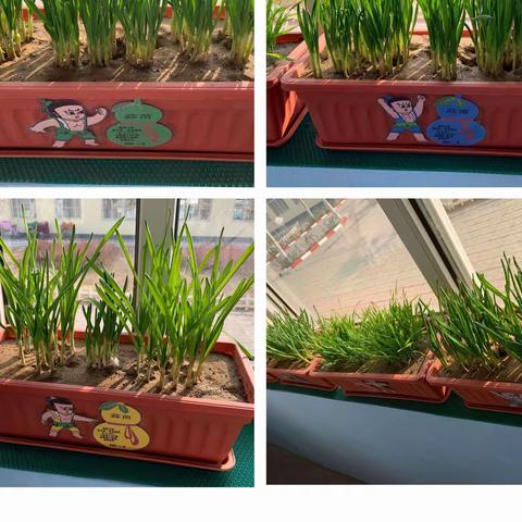 种植收获，蒜苗飘香——扒齿港镇中心小学劳动教育班级绿植篇