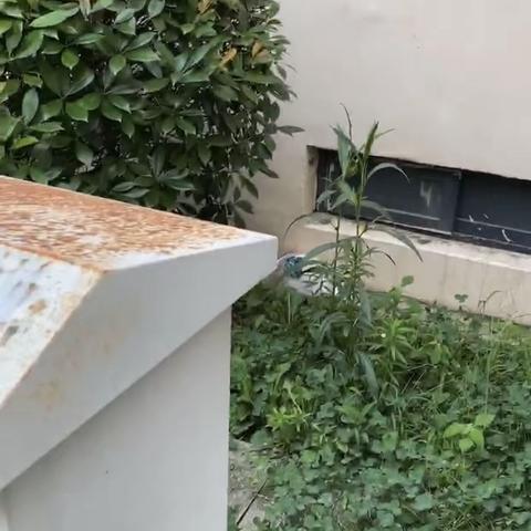 树人花园网格周工作动态7.17