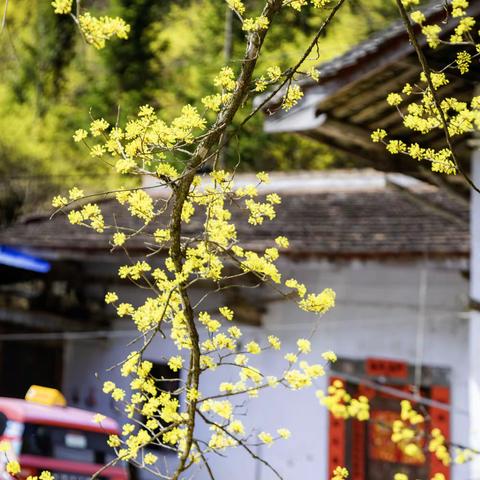恋上一种花，爱上一座城：静美佛坪、熊猫家园