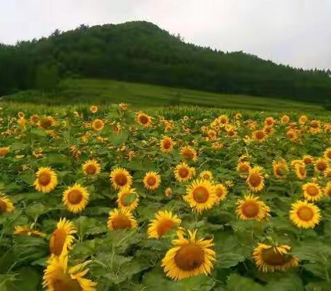 朵朵葵花向太阳！人人心向共产党！太阳花节周家湾村欢迎您！