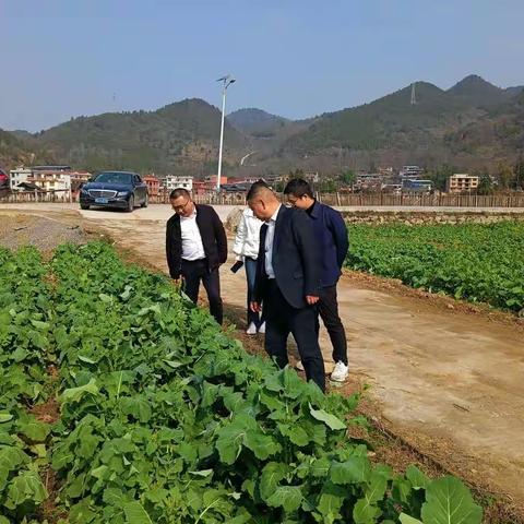 2023.2.19石阡花桥调研指导油菜生产和油脂加工