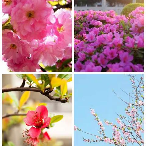 花儿朵朵向阳开——夏小三年级数学第八周火力全开