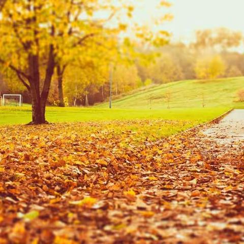 多彩的秋天——中三班主题活动