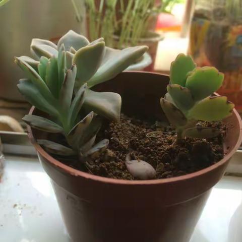 绿色植物角