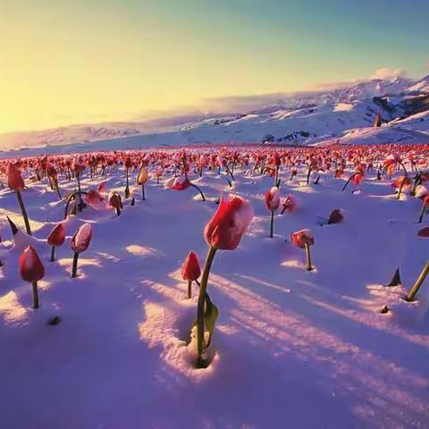 当雪花遇上花🌷，它们的恋爱开始了