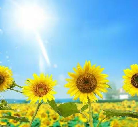 🏃阳光普照，健康启航