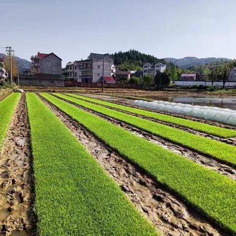 人大代表下田间，多措并举﻿助春耕