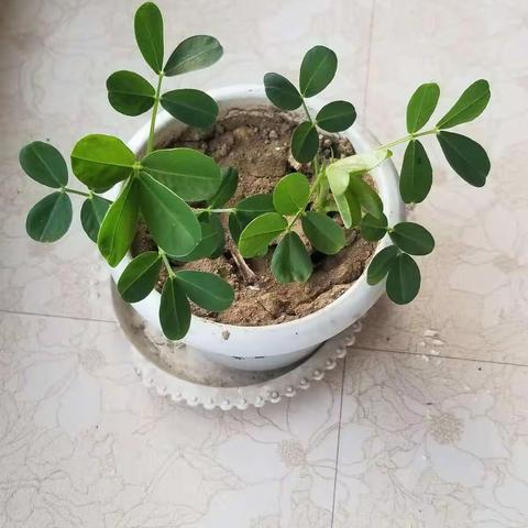 王斯征的寒假生活