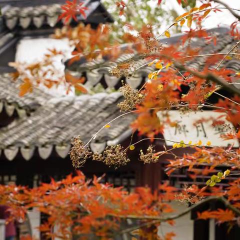 陆巷印象