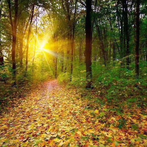 艾根斯幼儿园小四班（同济）—可爱的金鱼🐠