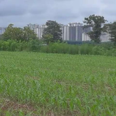 伏天的雨