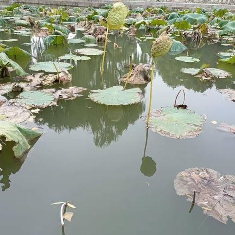 达活泉公园秋景