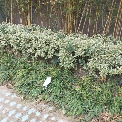 金鹰花园北苑绿化内垃圾，杂物，乱拉乱晒，楼道内车辆乱停乱放。
