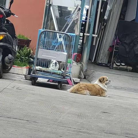 霸王商城消防箱门丢失，乱涂画，散养犬只，杂物乱堆乱放较多，垃圾桶周边散落垃圾，缆线凌乱等。