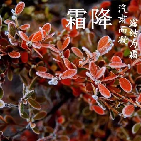 中国传统二十四节气——霜降