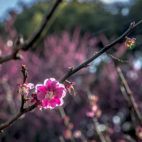 红梅花开