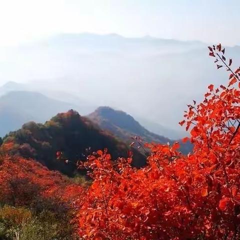 《喜欢满山枫叶红的时候》