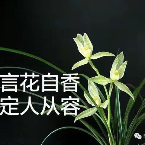 《无言花自香 淡定人从容》