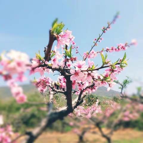 “赴春日之约”—红橡树宝宝们的春日之旅