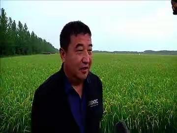 当前水稻生产应对措施及秋收注意事项-解保胜老师