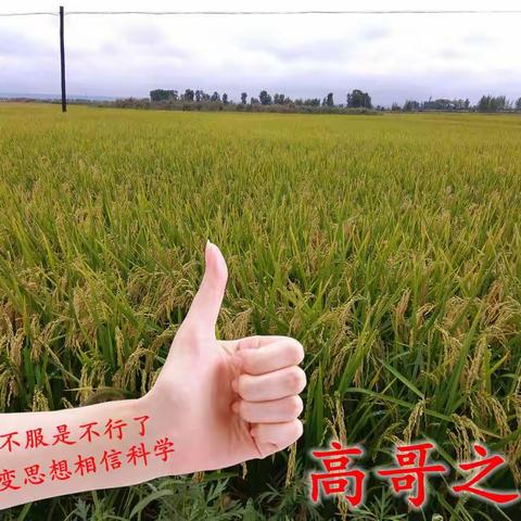 水稻“两减一节”绿色优质高效栽培技术