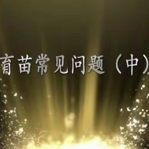 水稻育秧篇（中）