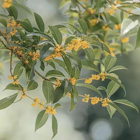 寻味花香——班树的故事