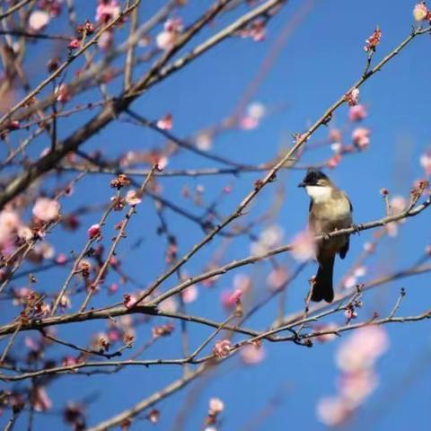 幸福开学季，喜迎开学礼----奎屯市第八小学2023年春季开学典礼