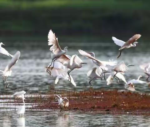 “守护蓝天精灵，共享美好家园”第41届爱鸟周———武汉市红领巾学校CBD校区