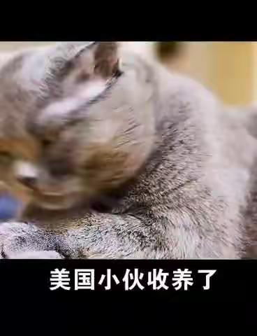 会敛财的猫