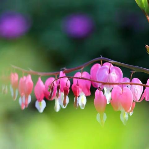 小城春色最美丽