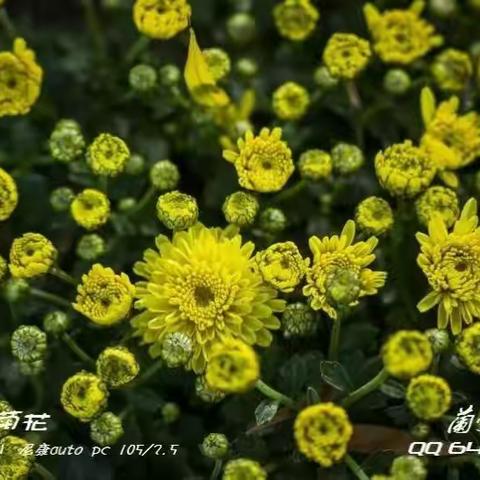 菊花