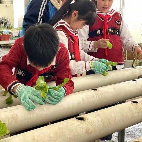 水培生菜和油麦菜的种植