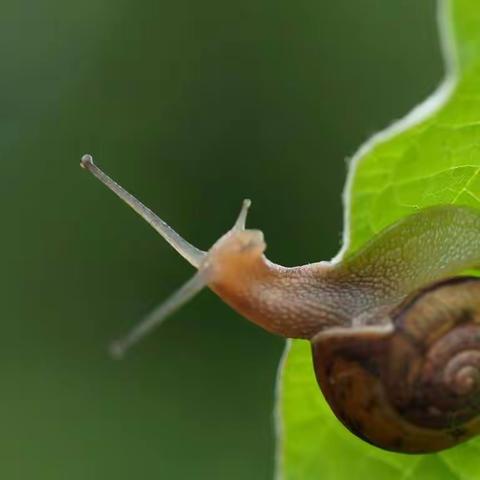 红旗楼幼儿园小一班  蜗牛小记🐌