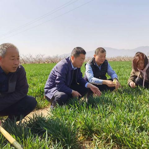 咸阳市农业农村局强春管促丰收行动第二指导组来淳检查指导春管工作