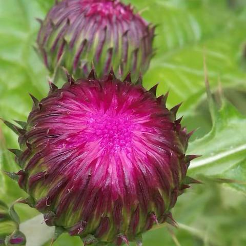 山谷里的花儿静静地开